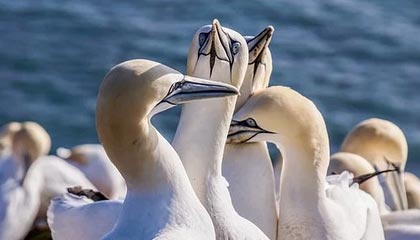 CBA-五人得分上双 北京北汽击败广东东阳光