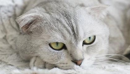 CBA-五人得分上双 北京北汽击败广东东阳光